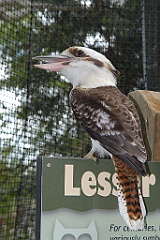 0055 Cairns Tropical Zoo